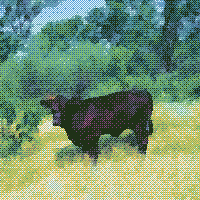 Cow