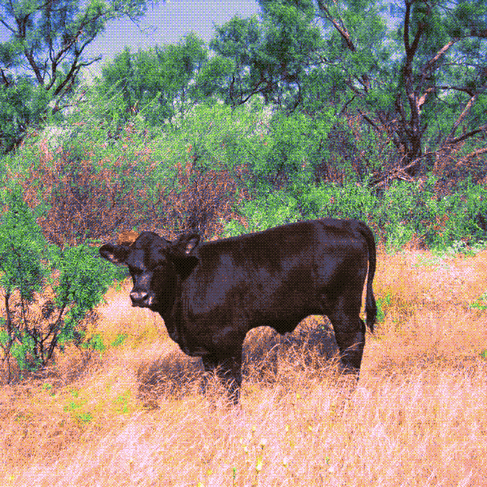 Cows