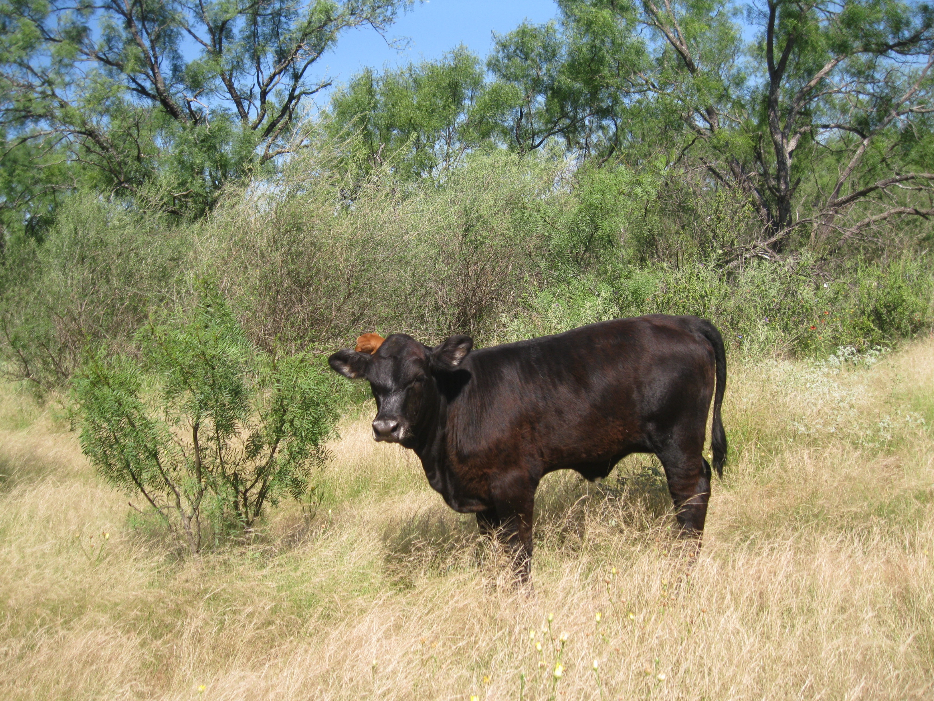 Small Cow