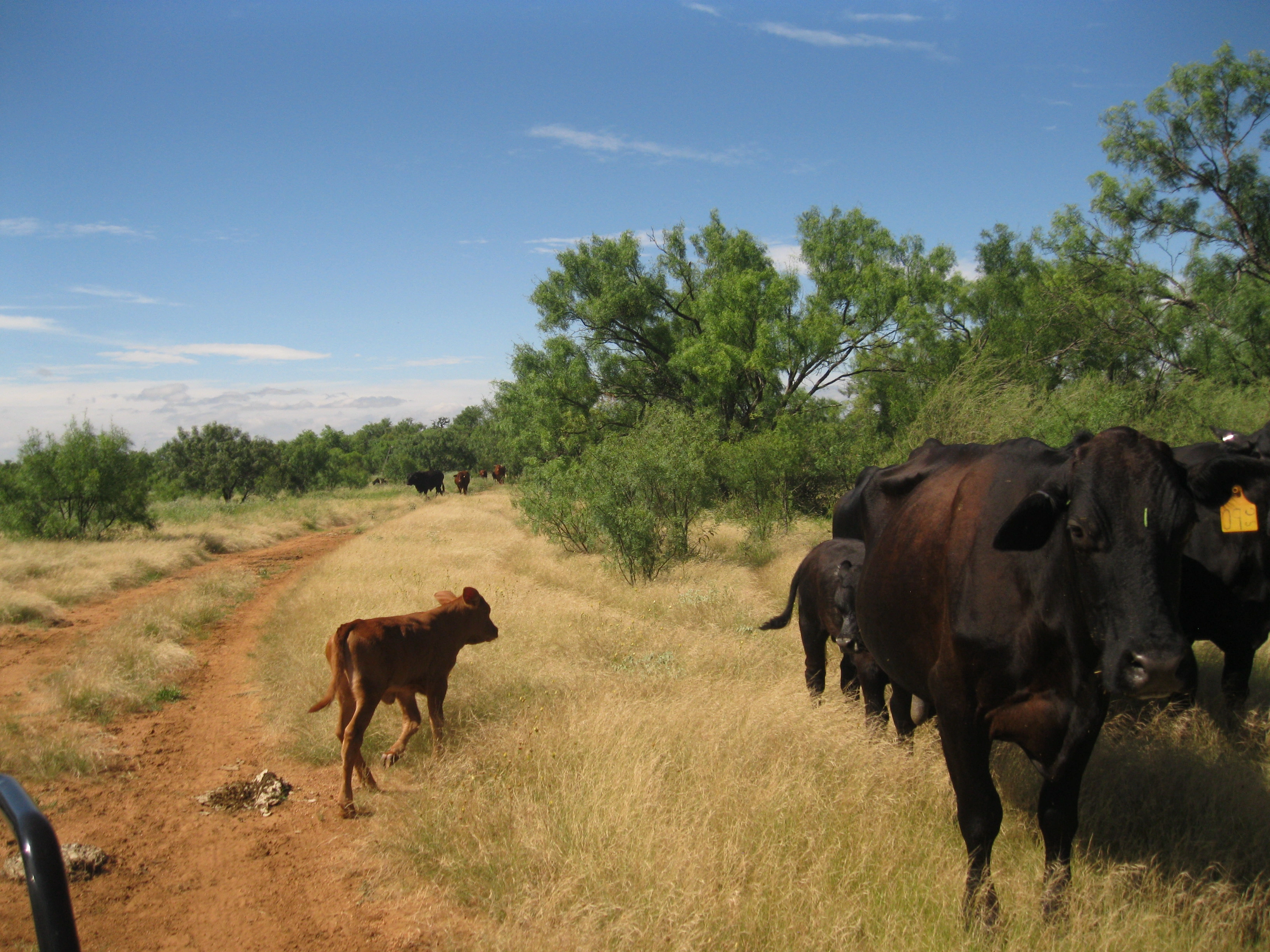 Small Cows